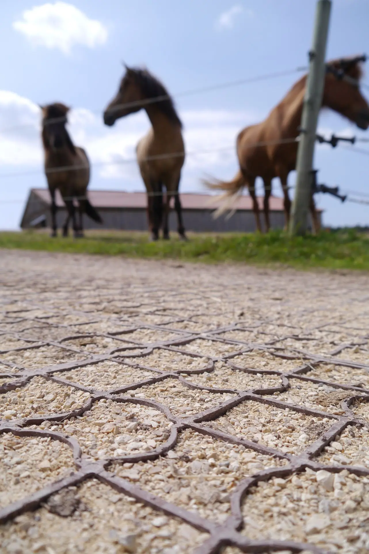 EcoRaster E55 extra stark